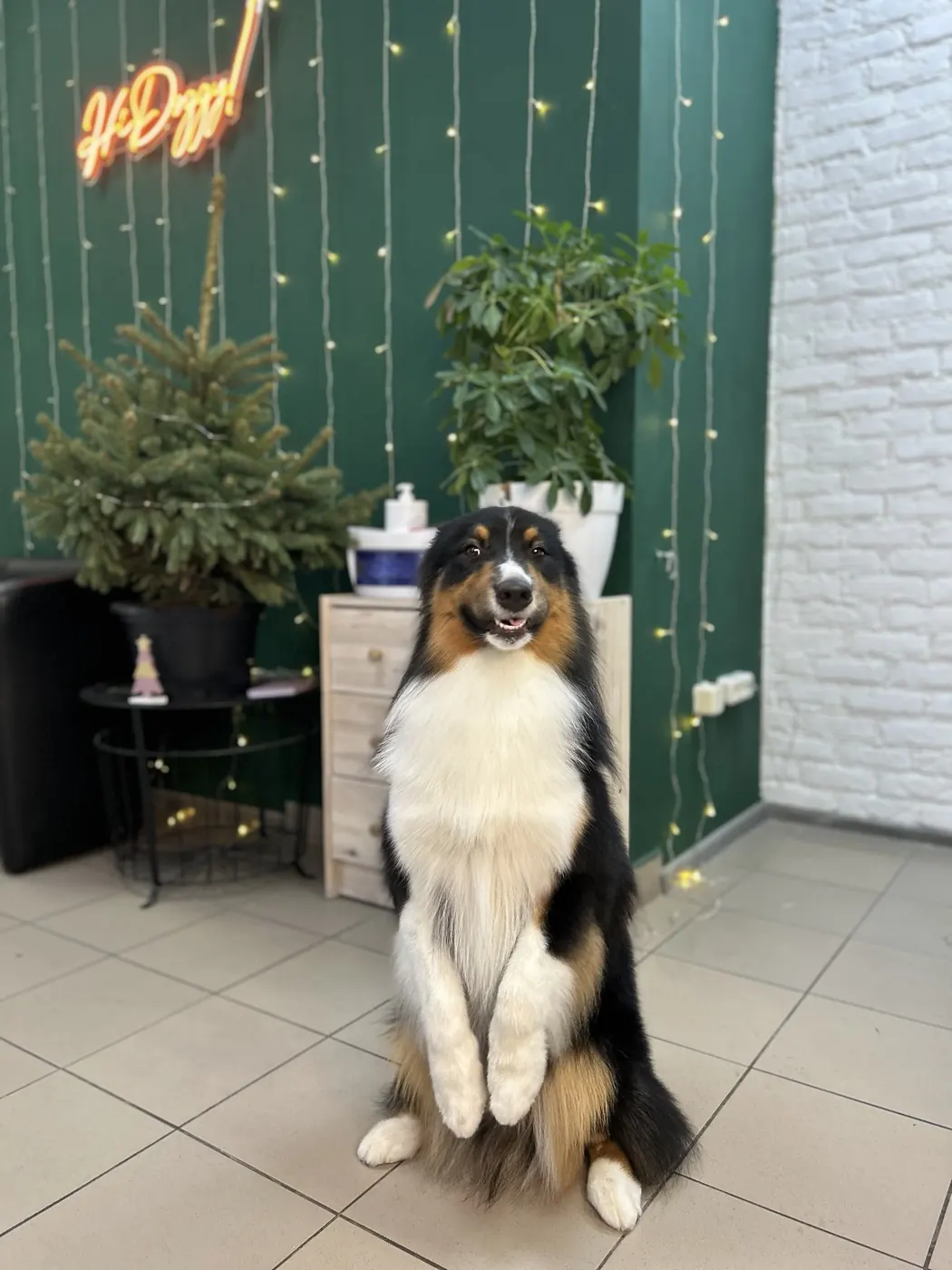 Австралийская овчарка в студии HiDoggy!